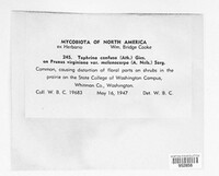 Image of Taphrina confusa